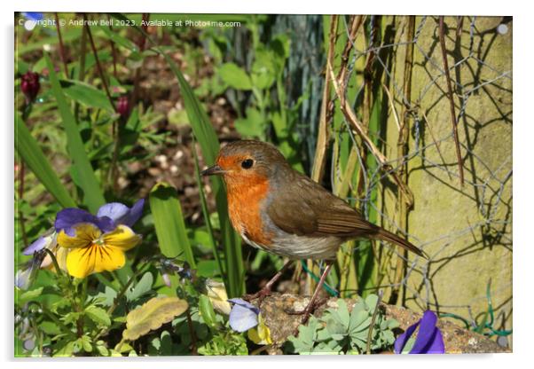 The Garden Robin's Majestic Pose Acrylic by Andrew Bell