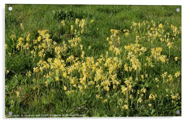 Cowslips, primula veris Acrylic by Andrew Bell