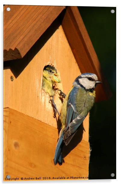 The Nurturing Blue Tit Acrylic by Andrew Bell