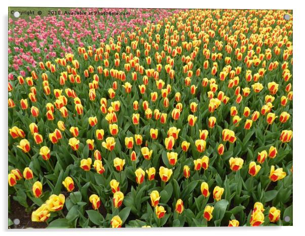 Tulips at the Keukenhof Gardens, Netherlands Acrylic by Stephen Carvell