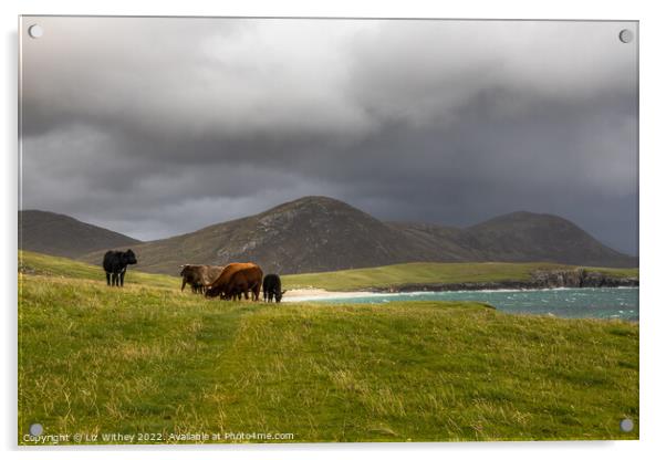 Highland Cattle, South Harris Acrylic by Liz Withey
