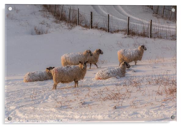 Sheep in Winter Acrylic by Liz Withey