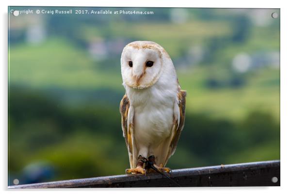 Barn Owl perched on a fence Acrylic by Craig Russell