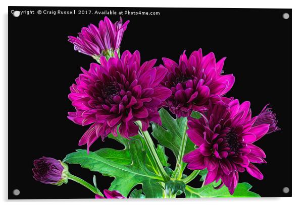 Purple Chrysanthemums Illustration Acrylic by Craig Russell