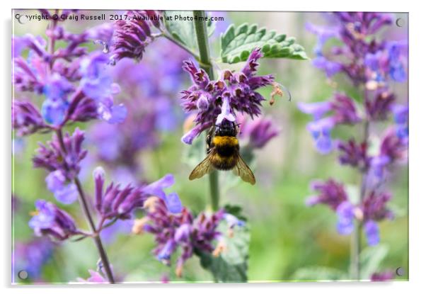 Bumble Bee on Flower Acrylic by Craig Russell