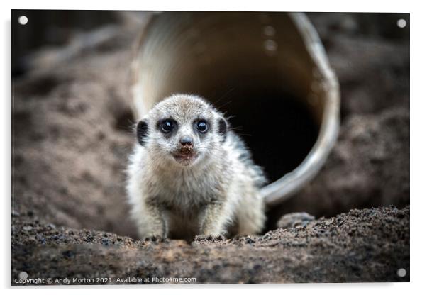 Innocent Meerkat Pup Unveils Charm Acrylic by Andy Morton