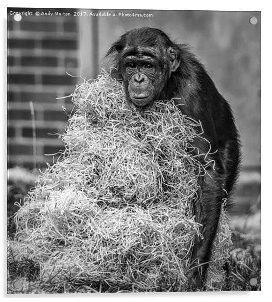 Bonobo Chimpanzee - Pan Acrylic by Andy Morton