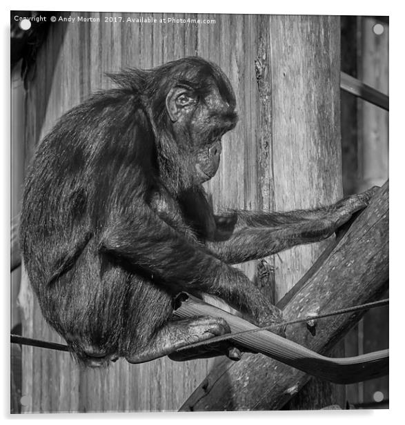 Bonobo Chimpanzee - Pan Acrylic by Andy Morton