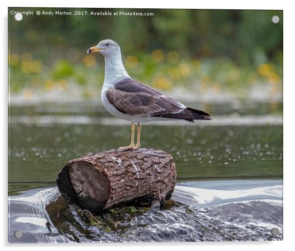 Lesser Black - Backed Gull (Larus Fuscus) Acrylic by Andy Morton