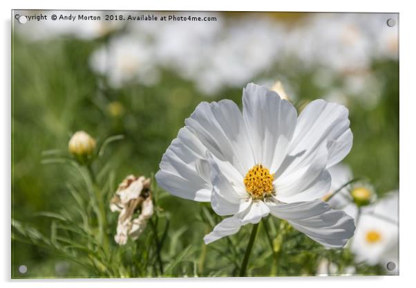 Mexican Aster -White Cosmos Bipinnatus Acrylic by Andy Morton