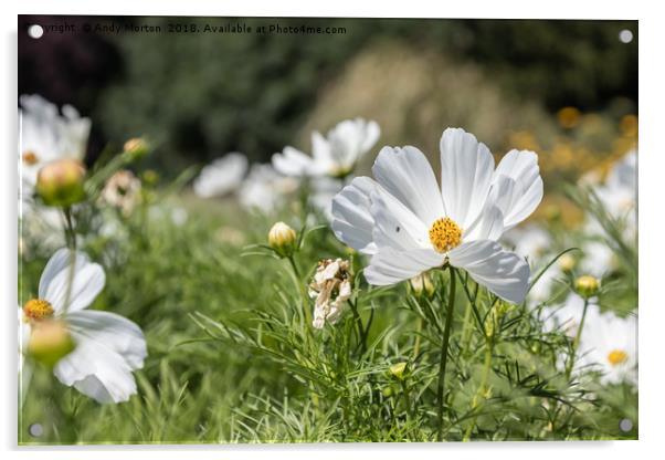 Mexican Aster -White Cosmos Bipinnatus Acrylic by Andy Morton