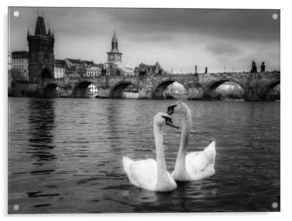 Prague Swans Acrylic by Ed Alexander