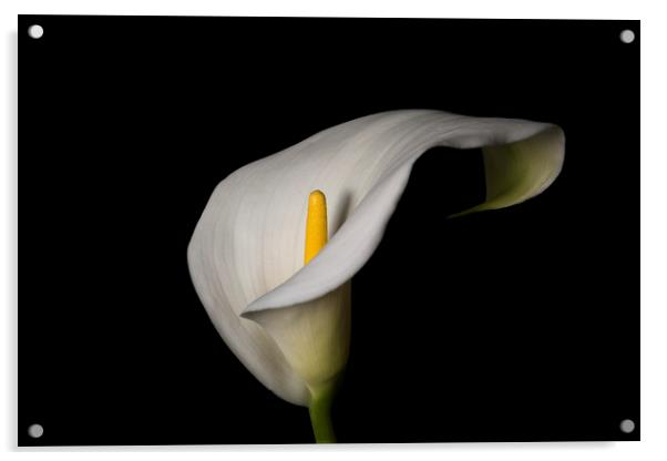 White lily Acrylic by Jane Nesbitt
