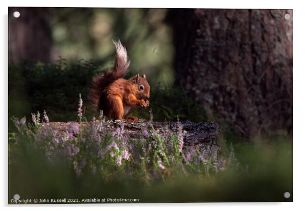 Red Squirrel Acrylic by John Russell