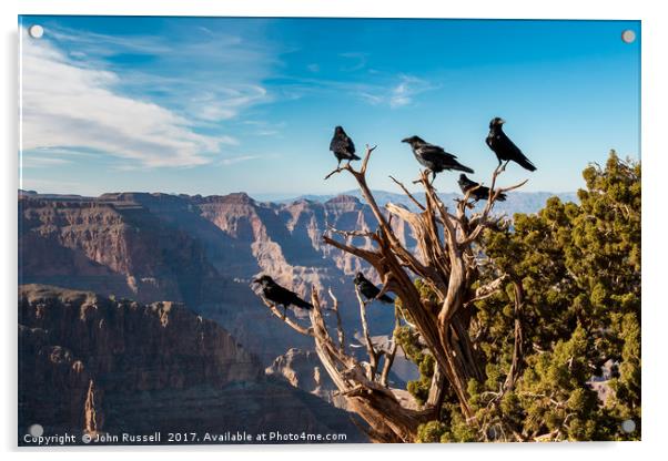 Grand Canyon Raven Acrylic by John Russell