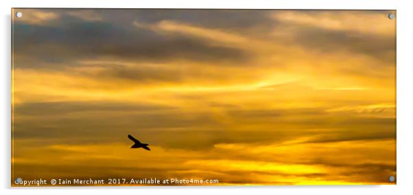 Last Flight of the Day... Acrylic by Iain Merchant