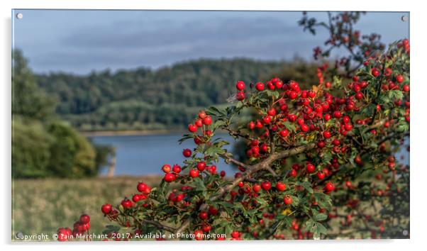 Red Berries on the Lake Acrylic by Iain Merchant