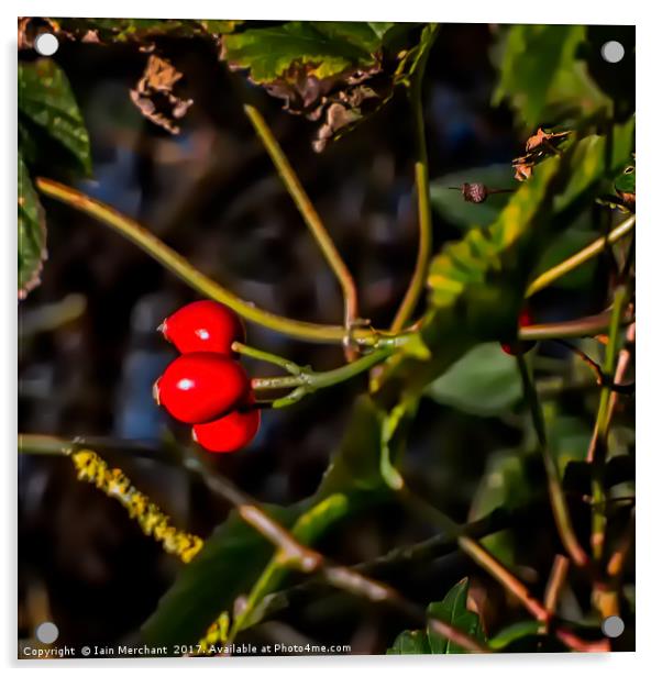 Winter Berries Acrylic by Iain Merchant
