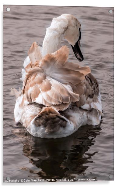 Ruffling Feathers Acrylic by Iain Merchant