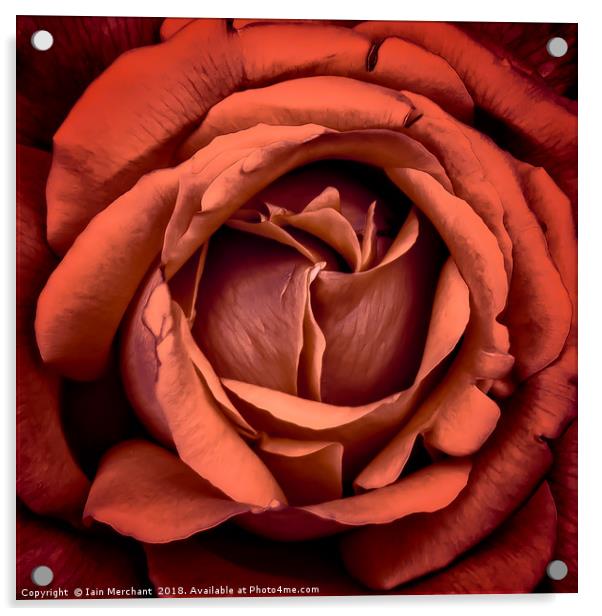Pastel Bloom Acrylic by Iain Merchant