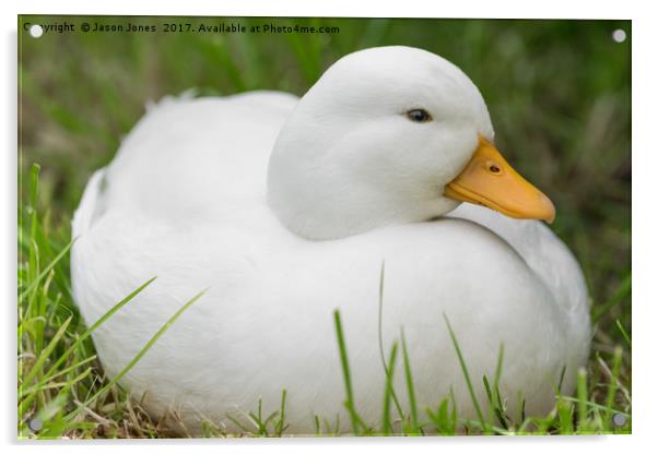 white male callduck / call duck Acrylic by Jason Jones