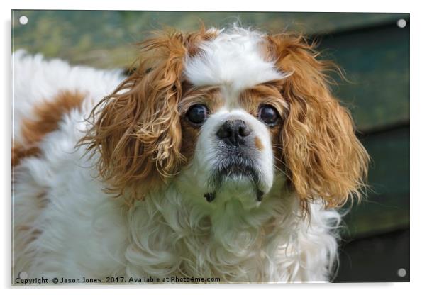 Cavalier King Charles Spaniel Dog Acrylic by Jason Jones