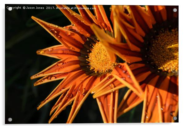 Orange Flower (Close-up) Macro Acrylic by Jason Jones