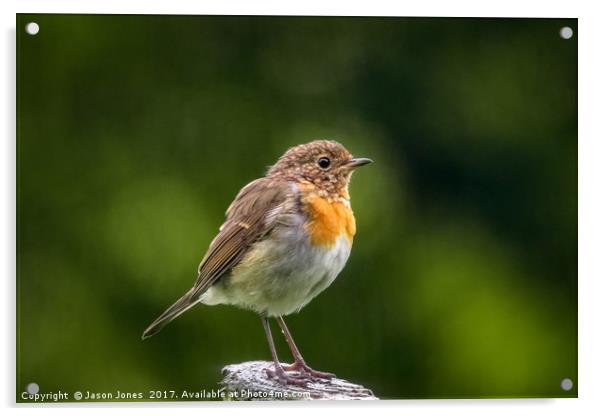 Robin Songbird on Wooden Post Acrylic by Jason Jones