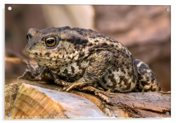Amphibian, Common British Toad / Frog Acrylic by Jason Jones