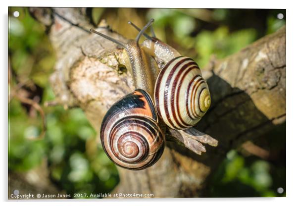 Two Grove Small Striped Snail / Snails Acrylic by Jason Jones
