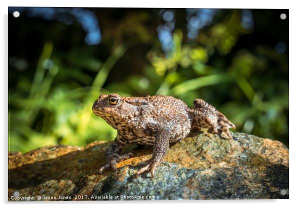 Amphibian, Common British Toad / Frog Acrylic by Jason Jones