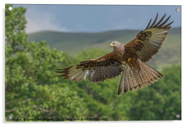 Barcud Coch Red Kite Acrylic by Emma Woodhouse