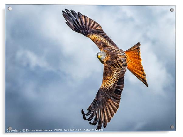 Red Kite Acrylic by Emma Woodhouse