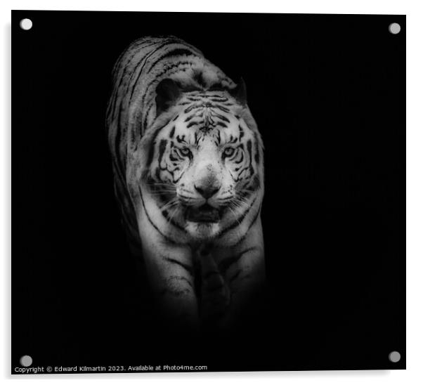 Tiger Acrylic by Edward Kilmartin