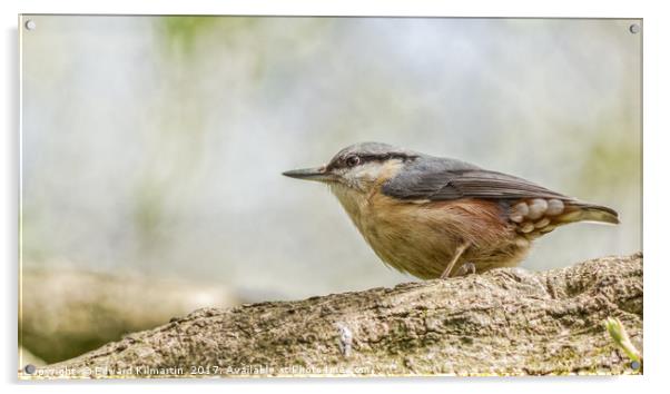 Nuthatch Acrylic by Edward Kilmartin