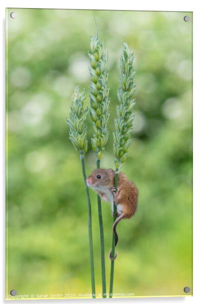 Harvest Mouse on wheat Acrylic by Sarah Smith