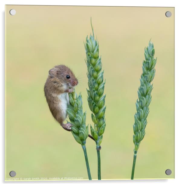 Harvest Mouse on Wheat Acrylic by Sarah Smith