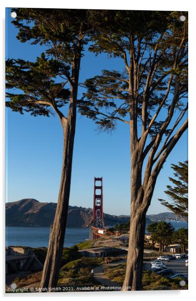 The Golden Gate Bridge Captured Through Cypress Trees Acrylic by Sarah Smith