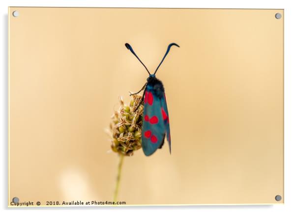 Six spot burnet moth Acrylic by KB Photo