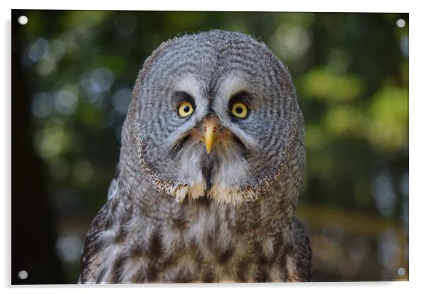 Great Grey Owl Portrait  Acrylic by Paul Raynard
