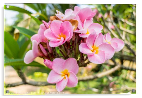  Beautiful pink plumeria flower Acrylic by Kevin Hellon