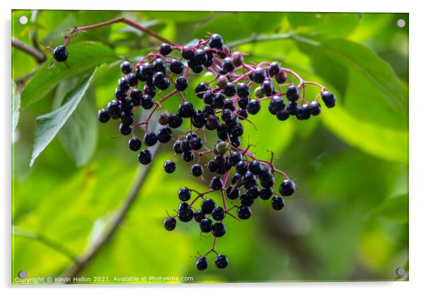 Ripe elderberries hanging from a tree Acrylic by Kevin Hellon