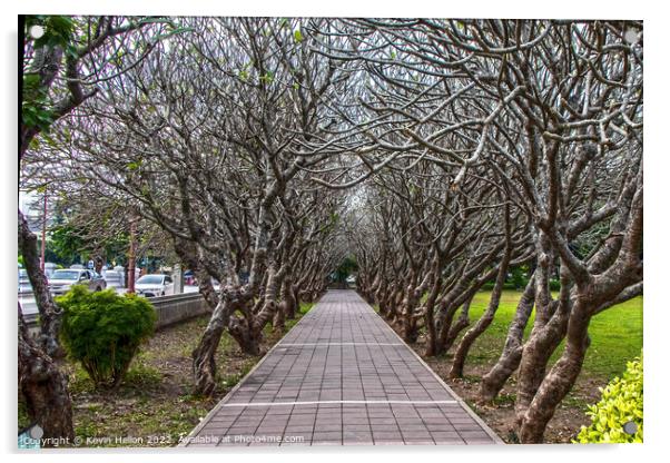 Avenue of Plumeria trees Acrylic by Kevin Hellon