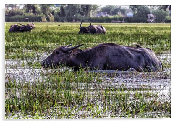Water buffalo amongst the reeds and shallows of Thale Noi lake,  Acrylic by Kevin Hellon