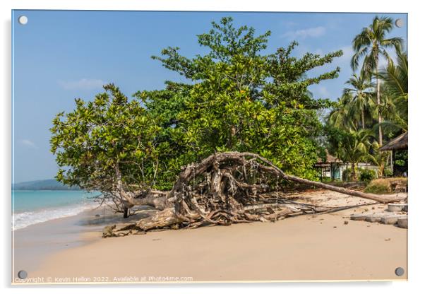 Mangrove tree on the beach, Khao Lak, Phang Nga Province, Thaila Acrylic by Kevin Hellon