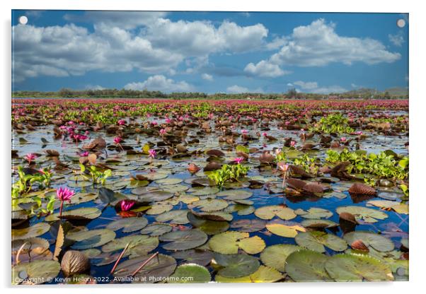 Lotus flowers, Thale Noi Lake, Phattalung, Thailand Acrylic by Kevin Hellon