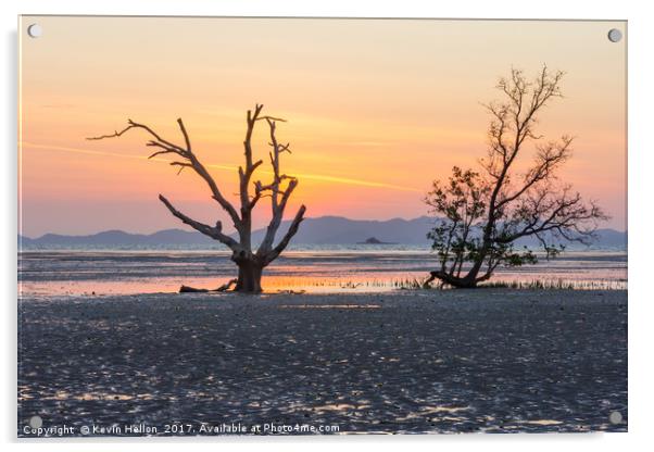 Mangrove tree at dawn Acrylic by Kevin Hellon