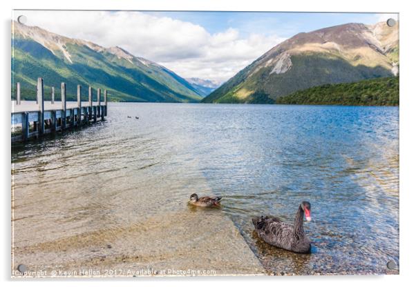 Black swan and duck on Lake Rotoiti Acrylic by Kevin Hellon