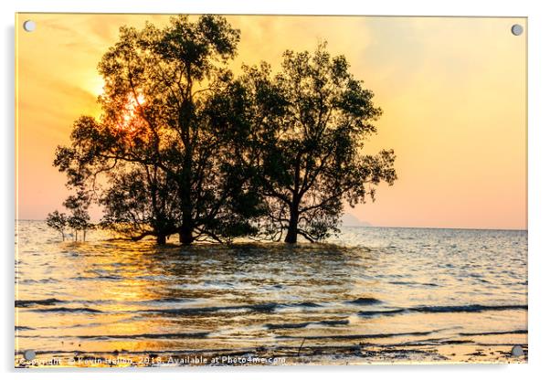 Mangrove sunrise Acrylic by Kevin Hellon