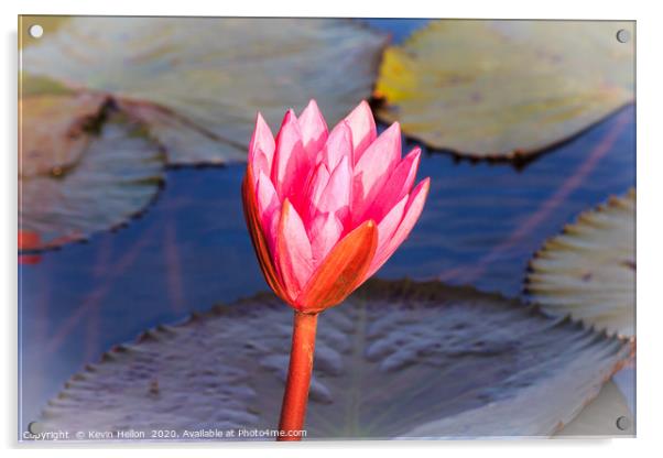Flower of a pink water lily Acrylic by Kevin Hellon